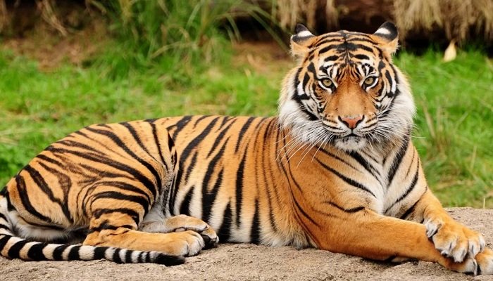 সুন্দরবনে বাঘের সংখ্যা বাড়লেও কাটেনি অস্তিত্বের শঙ্কা