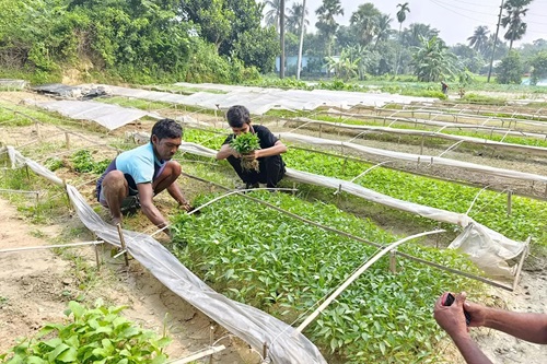 এক গ্রামে বিক্রি ১৫ কোটি টাকার সবজির চারা